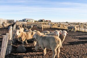Este jueves y viernes se realizarán las Jornadas Ganaderas 2018 en Punta Arenas