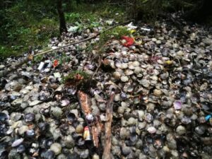 Desbaratan Planta clandestina de ostiones y centolla en Bahía Parry