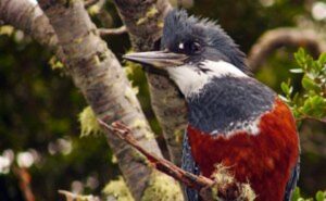 Laguna Parrillar es candidata a Tesoro Cultural de Punta Arenas