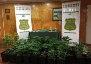 Más de 50 plantas de Marihuana fueron incautadas en operación “Jardín de la Patagonia”