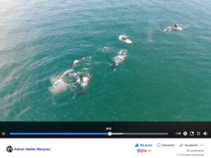 Drone capturó el majestuoso paso de seis orcas por el Estrecho de Magallanes