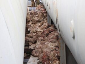 Aumentarán fiscalizaciones para evitar el  delito de abigeato durante Fiestas Patrias