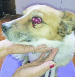 Tras varios días de agonía falleció “Zorrito”, el perro que perdió el ojo tras presunta agresión