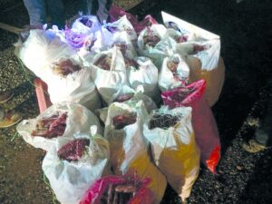 Carabineros incauta 285 kilos de  centolla de contrabando en Río Seco