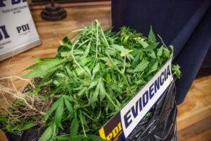 En mas de 1.000% aumentó el decomiso  de marihuana durante septiembre