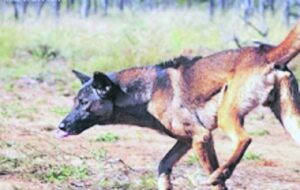 WCS inició diálogo para enfrentar el tema de los perros asilvestrados
