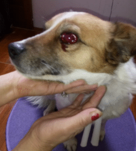 Mujer acusada de agredir a mascota: “Yo no lo hice”