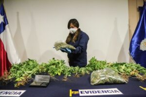 Desbaratan casa adaptada para cultivo de marihuana