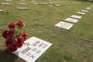 Codda presentará primer cementerio y crematorio para mascotas en Magallanes