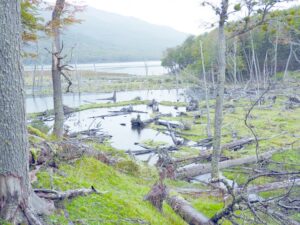 Más de 20 mil hectáreas de bosque nativo han sido depredadas por los castores