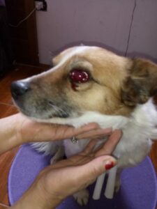Brutal agresión a mascota: perro perdió su ojo tras certera patada de una transeúnte