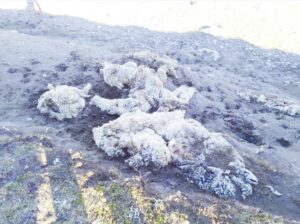 Abigeato en Tierra del Fuego: encontraron  más animales faenados clandestinamente