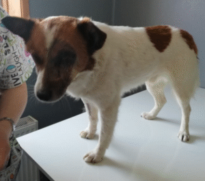 Organizaciones animalistas prestaron apoyo a dueña de mascota atacada