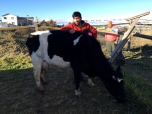 Vecino del Barrio Sur debió ayudar a parir una vaca ajena en el patio de su casa