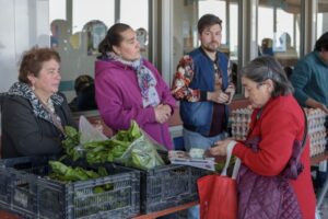 Más de 50 horticultores de Punta Arenas  arriesgan pérdidas de 600 mil pesos mensuales