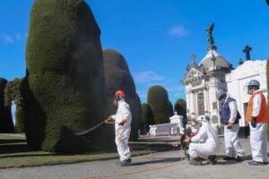 Cipreses afectados por el pulgón han mejorado  entre 70% y 80% gracias al riego