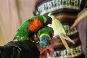 Visite la exposición de animales exóticos “Safari Austral”