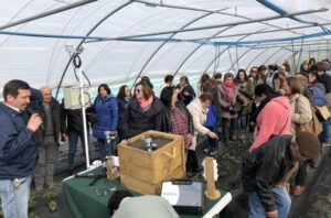 Inicia temporada productiva de frutillas en Magallanes