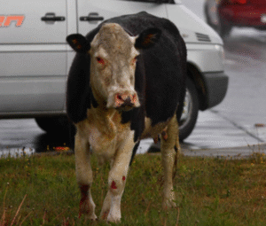Municipio oficia al SAG para que se multe al dueño de la vaca que parió en una casa