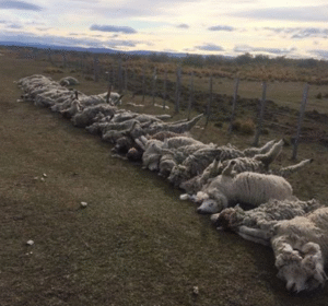 Jauría de perros son responsables de matar a 60 borregos en Porvenir.