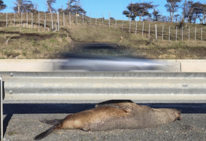 Lobo marino fue trasladado al Museo de Río Seco