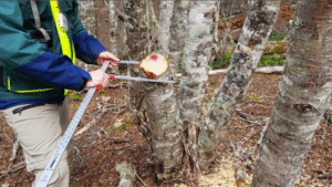 Conaf realizó operativo en Agua Fresca por Ley de Bosque Nativo