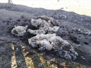 Fiscalía dispone de unidad especial para investigar robo de animales en Tierra del Fuego