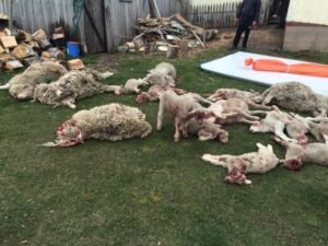 Ganadero denunció nueva matanza de ovinos en Tierra del Fuego