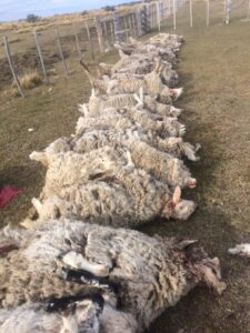 Perros mataron nuevamente animales  al interior de predio en Porvenir