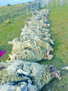 “Si no actuamos ahora, las jaurías serán incontrolables”