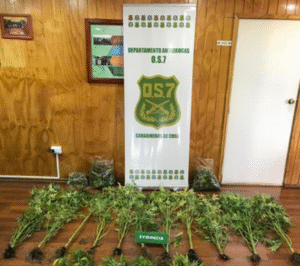 A prisión amigos que arrendaban casa para cultivar y comercializar marihuana