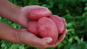 Destacan logros al “resucitar” cultivo de la papa en Magallanes