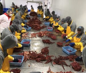 Más de 2 mil toneladas de centolla y centollón se elaboran en planta pesquera
