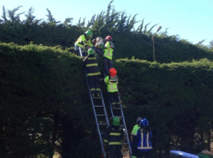 (Video) Joven ebria fue rescatada desde la copa de un árbol