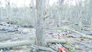 Condenan a forestal pagar millonaria indemnización a familia de trabajador fallecido
