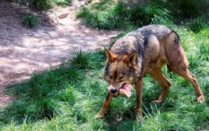 Perros asilvestrados amenazan ganadería, turismo y medioambiente en Timaukel