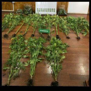 Amigos fueron condenados por arrendar casa para cultivar y comercializar marihuana