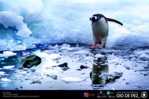 Visita la exposición fotográfica “Ojo de Pez” la cual hará itinerancia en Punta Arenas