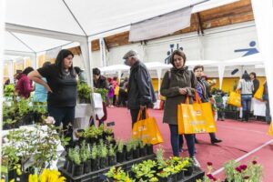 Positivo balance de la municipalidad por cuarta versión de Feria Saludable