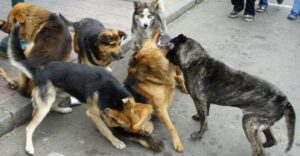 Más de 900 mordeduras de perros fueron registradas por la Seremi de Salud en 2018