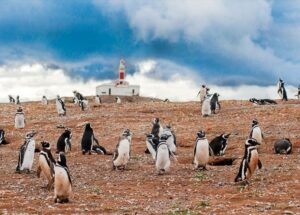 Preocupación en sector turístico por posible postergación de temporada de Pingüineras