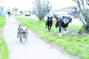El 12 de febrero vence plazo de  inscripción de mascotas en Municipalidad