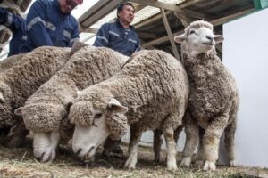 Variación negativa registró beneficio de ganado ovino y bovino