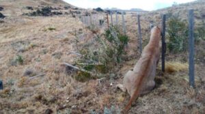 Impacto causó asesinato de Puma
