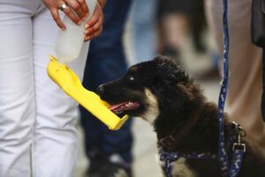 SAG Magallanes informó cómo influirá “Ley Cholito”  en los requisitos para la salida de mascotas del país