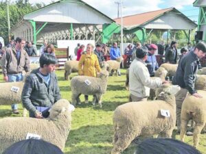 Más de 300 animales serán presentados  en la 67 versión de la Expogama este año