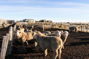 SAG invita a postular a los concursos  SIRSD-S 2019 de bonificación ganadera