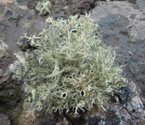 (Galería) Investigadora afirma que plantas nativas de la Antártica podrían sobrevivir al calentamiento global