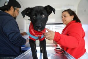 Fiscalización paulatina marca inicio de “Ley Cholito”