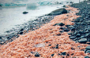 Científicos registraron una masiva  varazón de krill en la Antártica
